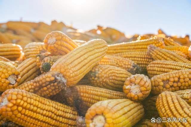 玉米“越涨越猛”！山东地区遭遇新变局